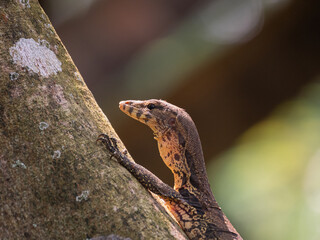 Asian water monitor lizard enjoying sunlight 