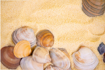 Sandy beach with collections of white and beige seashells and starfish as natural textured...