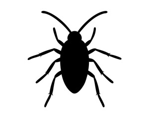 Roach  isolated on white background