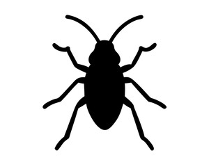 Roach  isolated on white background