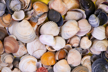 A Vibrant and Colorful Collection of Beautiful Seashells on Display for Everyone to Enjoy