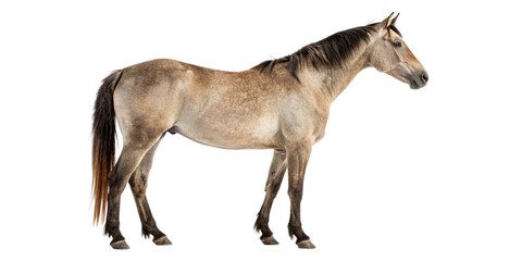 Naklejka premium Stunning Buckskin Horse on White Background
