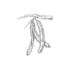 Carob pods bean on stem vector engraved sketch, natural superfood fruits, sweetener plant, organic dessert ingredient
