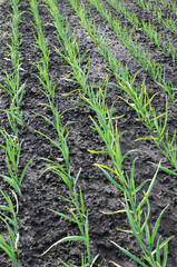 organically cultivated garlic plantation in the vegetable garden, vertical composition