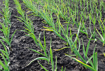 organically cultivated garlic plantation in the vegetable garden 