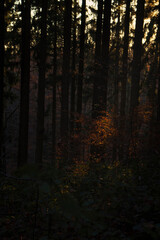 Obraz premium Light shining on colorful leaves in a forest in The Netherlands