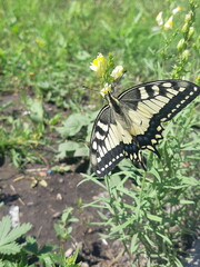 Beautiful butterfly perched on a flower in a lush green garden during daytime while pollinating