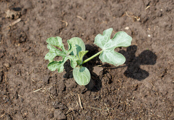 A small plant is growing in the dirt