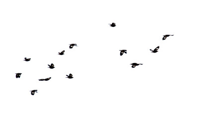 A flock of birds flying in the sky