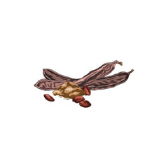 Ripe Carob pods bean with seeds and powder product vector hand drawn, natural superfood fruits sketch, sweetener plant