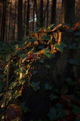 Vines on a tree stump in a forest in The Netherlands