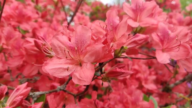 Blooming azalea. Spring flowers. Background. Slow Motion