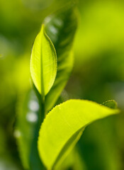 Close-up of bright green colored green Ceylon tea leaves.