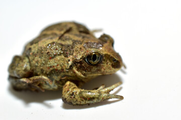Green ground frog, close-up. Frog with a big belly.