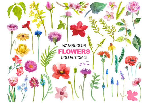 Watercolor painted collection of flowers. Hand drawn flower design elements isolated on white background.