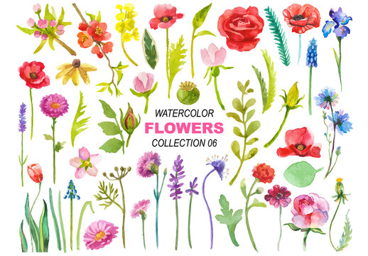 Watercolor painted collection of flowers. Hand drawn flower design elements isolated on white background.