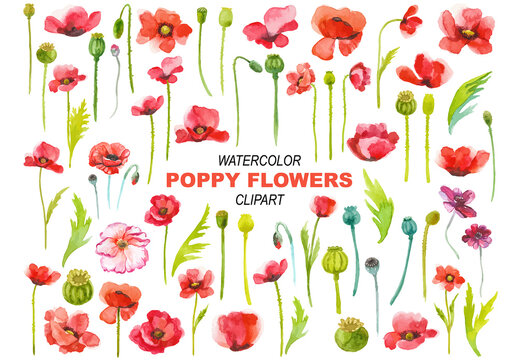 Vector watercolor painted poppy flowers clipart. Hand drawn elements isolated on white background