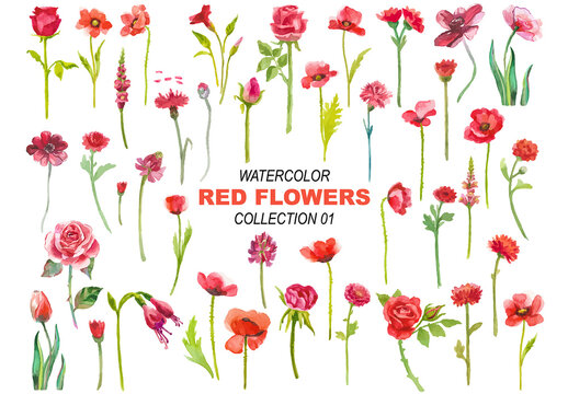 Vector watercolor painted red flowers clipart Hand drawn elements isolated on white background