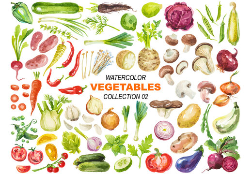 Vector watercolor painted vegetables clipart Hand drawn design elements isolated on white background
