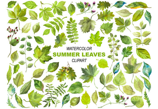 Abstract watercolor collection of summer leaves. Hand drawn nature design elements isolated on white background.