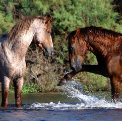 Wild Stallions in the River 