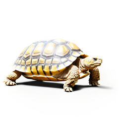 Obraz premium tortoise isolated on transparent background