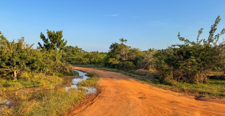 A dirt road with a few trees in the background