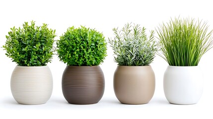 Four potted plants, various greenery types in round containers, isolated on white