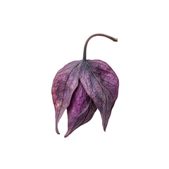 Dried Purple Clematis Flower Head, Isolated on Transparent Background