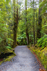 Scenic Landscape on Clearwater River, Lake Matheson, and Walkaway Trail in Fox Glacier, South Island, New Zealand