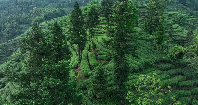 Aerial footage of tea farm landscape in China