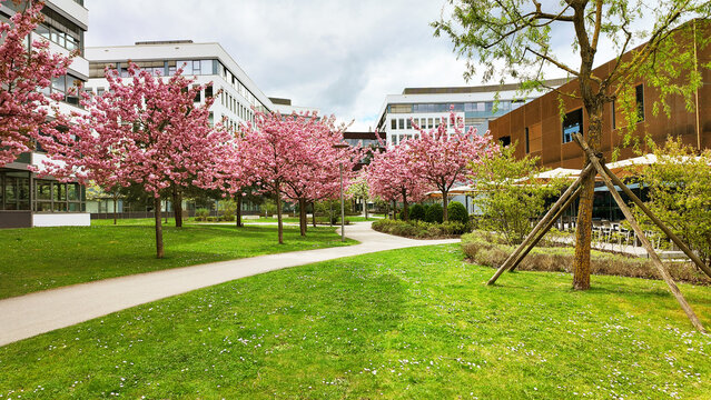 Germany - spring landscape of the Business Campus Garching near Munich with Japanese cherry trees Kanzan in full bloom