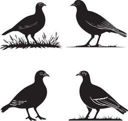 Quail Standing on Ground vector