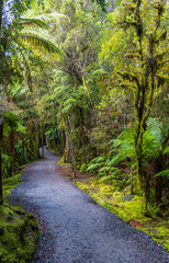 Scenic Landscape on Clearwater River, Lake Matheson, and Walkaway Trail in Fox Glacier, South Island, New Zealand