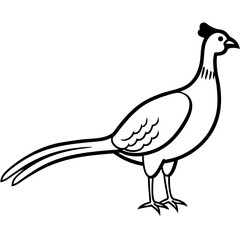 Animal Pheasant line art vector 
