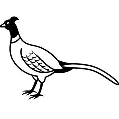Animal Pheasant line art vector 