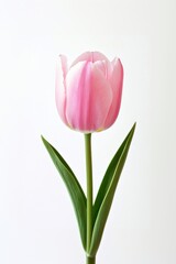 Fototapeta premium Pink tulip flower elegant beauty.