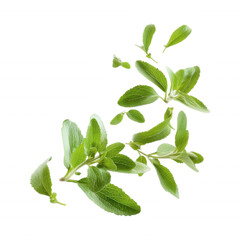 Fototapeta premium Floating Stevia Leaves Falling in the Air on Transparent Background