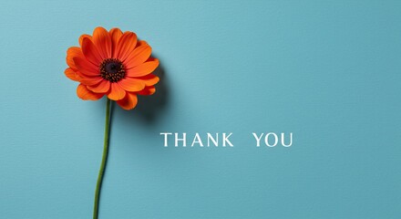 Orange gerbera flower on blue background with thank you message for appreciation cards