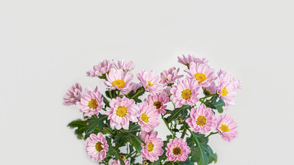 Flowers. Chrysanthemums. Pink delicate flowers on a light background. Gardening.