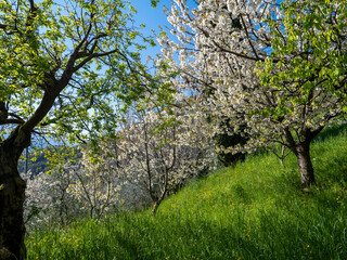 Cherry tree blossom of bird cherry trees (Prunus avium) in Musio.