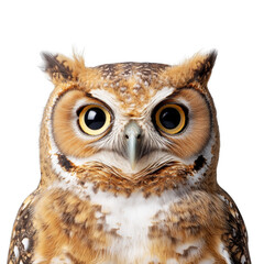 Fototapeta premium A stunning, up-close shot of an owl, showcasing its striking gaze and detailed features