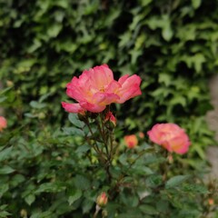pink rose bush