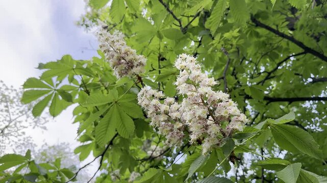 Chestnut tree blossom video
