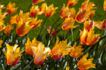 tulips flowers - spring flowers - closeu up