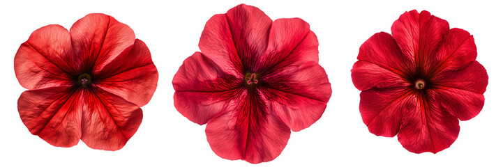 Set of a, A red petunia flower with petals, on a transparent background. 