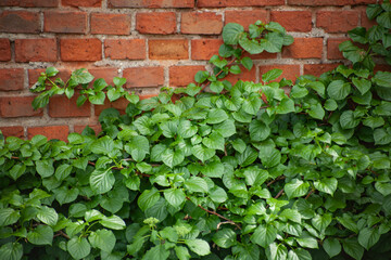 Green dogwood leaves grow densely against an old red brick wall, forming a striking natural backdrop that blends ornamental foliage with rustic architecture