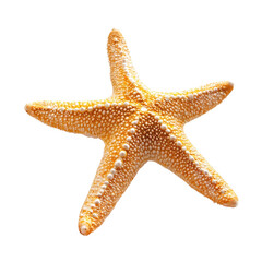 Detailed close-up of a pale yellow starfish