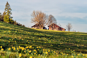 Europa, Schweiz, Neuenburg, Vue des Alpes, Pass, T&ecirc;te de Ran, Berg, Fr&uuml;hling, Narzissen, Narzissenfelder, Franz&ouml;sische Schweiz, Jura