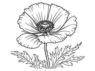 Poppy line art graceful bloom contour with fine artistic detail
